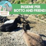 botto and friends